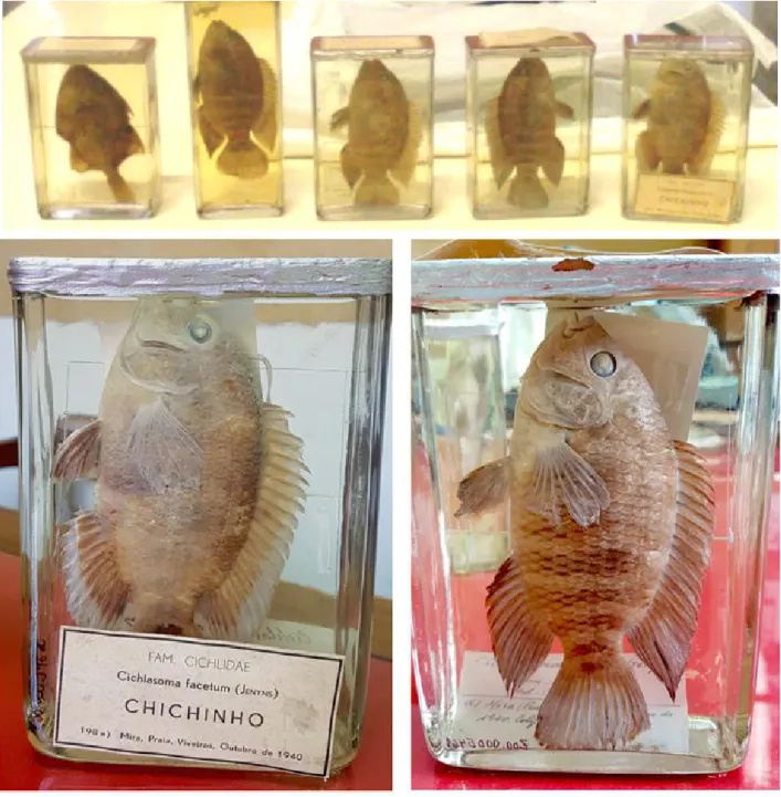 Figure 1. Above, specimens associated with the original first record of Australohe- Australohe-ros facetus (= Cichlasoma facetum) (Jenyns 1842), deposited in the Museum of  Zo-ology of the University of Coimbra, together with a specimen of the genus Balist