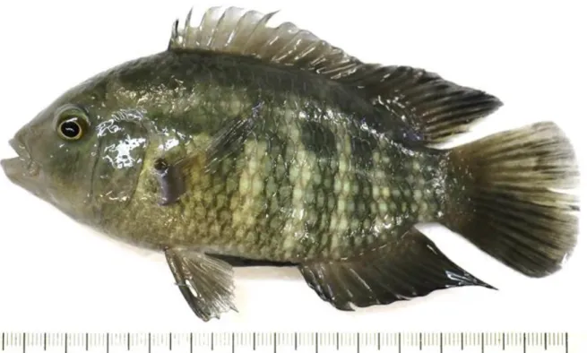 Figure 2. Adult fish captured in the Guadiana river basin with approx. 15 cm of  total length