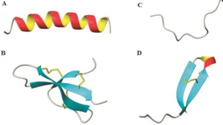 Figura 4. Classes estruturais de peptídeos antimicrobianos. (A) α-hélice da magainina-2