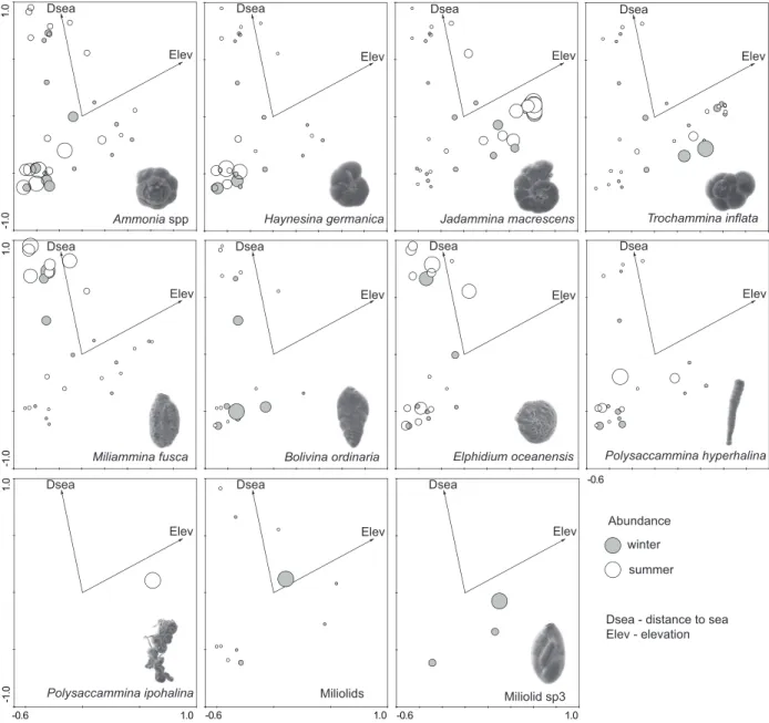 FIGURE 6. RDA attribute plot representing the distribution and abundance of the dominant species in Guadiana Estu- Estu-ary according to elevation and distance-to-sea variables.