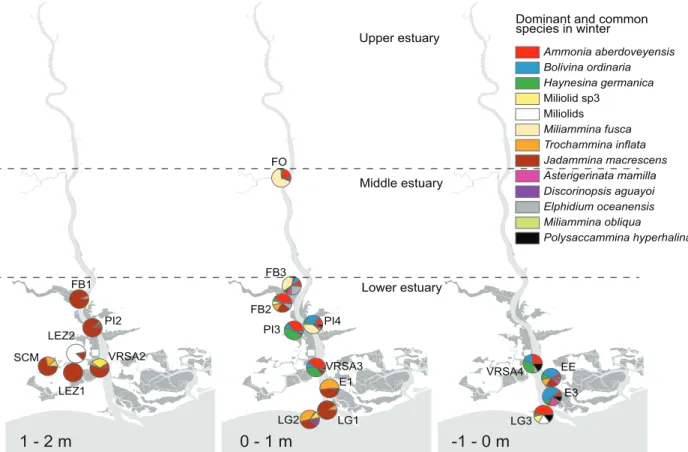 FIGURE 7. Distribution patterns of the common to dominant species in the samples collected in winter along a dis- dis-tance-to-sea and elevation gradients (in relation to MSL).