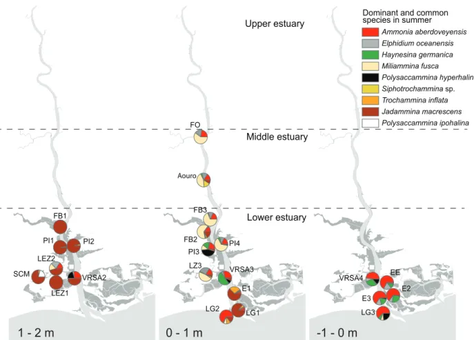 FIGURE 8. Distribution patterns of the common to dominant species in the samples collected in summer along a dis- dis-tance-to-sea and elevation gradients (in relation to MSL).