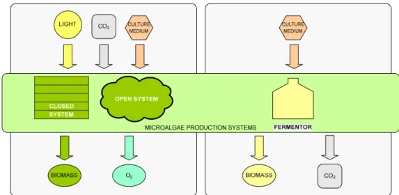 Figure 10 – Representation of MPS for photoautotrophic and heterotrophic microalgae. 