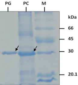 Figura  3.4.  Análise  da  fração  de  nucleocapsídeo purificado do novo tospovírus  via  SDS-PAGE  mostrando  a  presença  da  proteína  viral  com  tamanho  aproximado  de  29 kDa