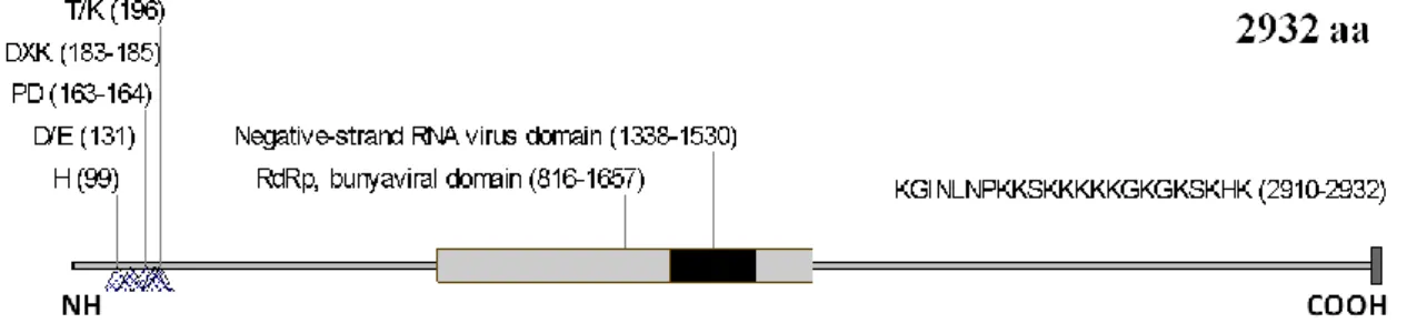 Figura  3.8.  Caracterização  da  RNA  polimerase  dependente  de  RNA  de  BeNMV.  Os  triângulos  quadriculados  na  porção  N-terminal  indicam  a  posição  dos  aminoácidos  conservados relacionados à atividade de endonuclease da proteína