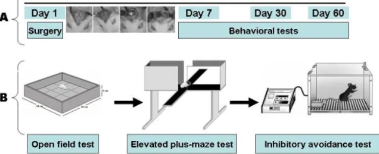 FIGURE 2 - Schematic representation of the steps of the experimental  procedures adopted in the research