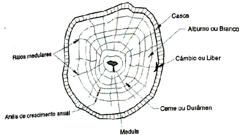 Fig. 18 - Secção transversal de um tronco, mostrando as camadas 