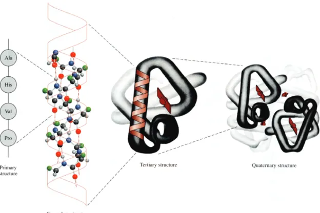 Figure 5 – The primary, secondary, tertiary, and quaternary structure of the hemoglobin  molecule