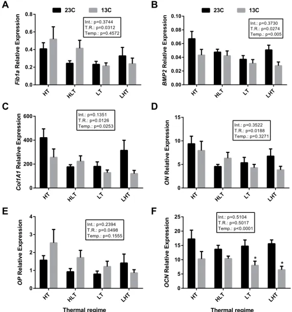 Figure 4.  Expression of osteogenic genes in gilthead sea bream juveniles after a temperature challenge in vivo