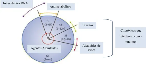 Figura 3.1: Ação dos agentes antineoplásicos no ciclo celular. Adaptado de  [10] 