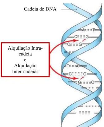 Figura 3.2: Mecanismo de ação dos agentes alquilantes. Adaptado de [32] 