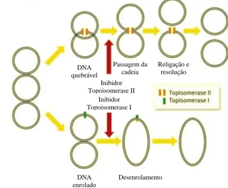 Figura 3.3: Mecanismo de ação dos inibidores das topoisomerases I e II. Adaptado de [34] 