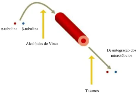Figura 3.4 Mecanismo de ação dos Alcalóides de Vinca e dos Taxanos. Adaptado de [34]