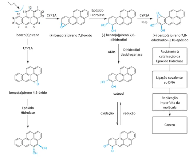 Figura  3.1  –  Representação  da  conversão  enzimática  do  benzo(a)pireno  nos  metabolitos  benzo(a)pireno  7,8-dihidrodiol-9,10-epóxido  (tóxico),  benzo(a)pireno  4,5-dihidrodiol e orto-quinona, onde intervêm os enzimas CYP1A, epóxido hidrolase,  pro
