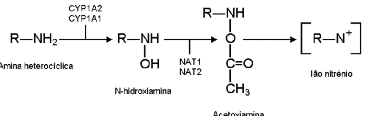 Figura  3.4  –  Mecanismo  de  ativação  das  aminas  aromáticas/heterocíclicas  (Adaptado de Gonçalves, 2010)