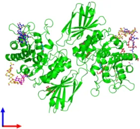 Figura I-4: Estrutura molecular da enzima alfa-galactosidase A (Adaptado de  33 ). 