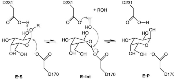 Figura I-5: Mecanismo catalítico da  enzima alfa-galactosidase A (-Gal A)  (Adaptado  de  32 )