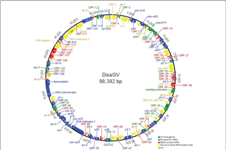 Fig. 2 Circular genome map of DisaGV with all genes identified on the 98,392 bp long. Arrows show the transcripcional orientation and relative size of each ORF