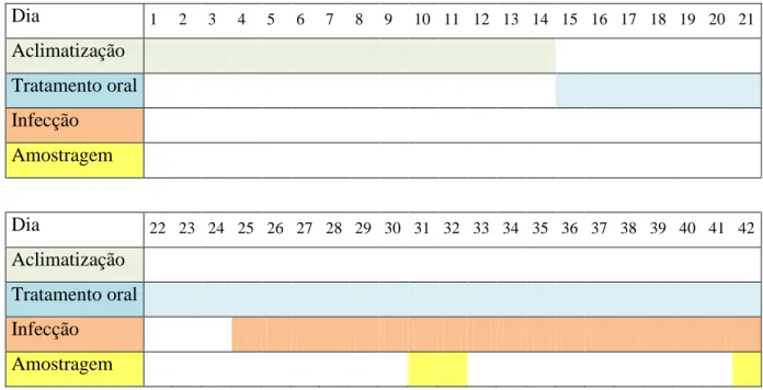Figura 3.1 – Cronograma das etapas do ensaio in vivo. 