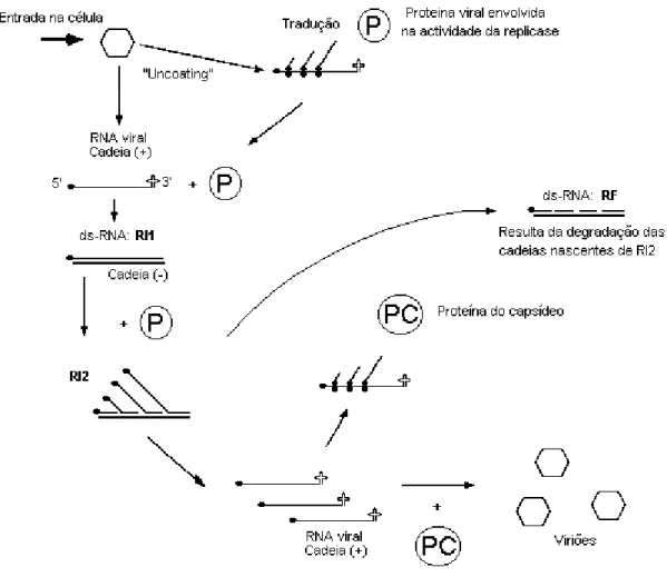 Fig. 1-1. Envolvimento de ds-RNA na multiplicação de vírus com genoma deRNA monocatenário