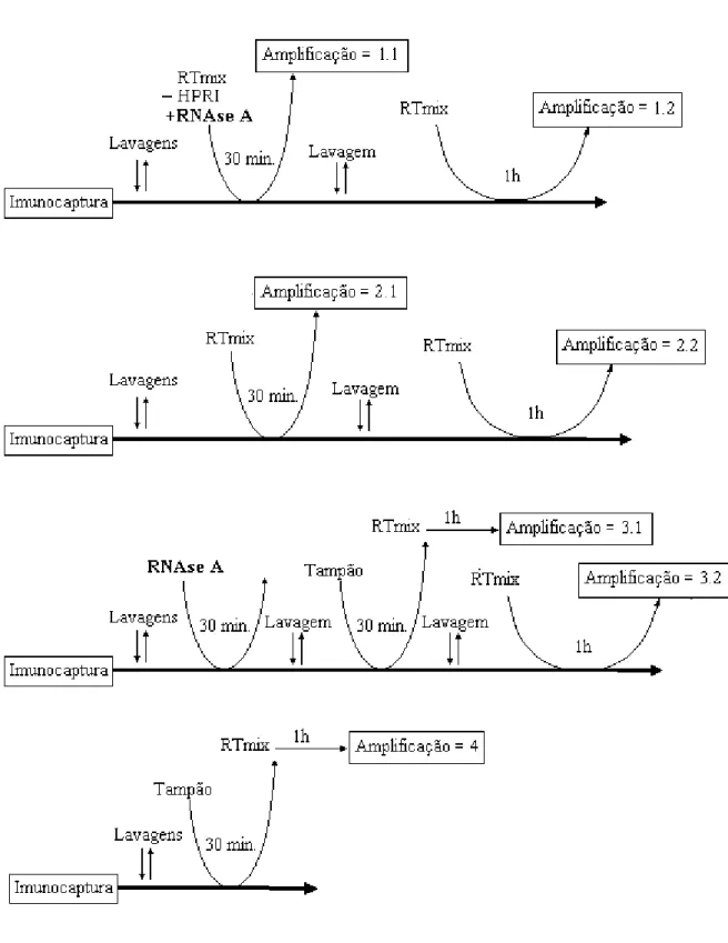 Fig. 2.2.8.  Representação esquemática dos ensaios efectuados com vista a esclarecer o processo  de libertação do RNA viral.