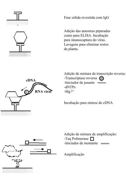 Fig. 3.1.3-2. &#34;Immunocapture Reverse Transcriptional Polymerase Chain Reaction&#34;, IC/RT-PCR