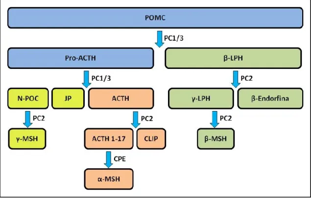 FIG.  2.  Modelo  simplificado  do  processo  de  pós-tradução  do  POMC  no  hipotálamo