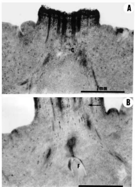 Fig. 6. Longitudinal section of pistils of satsuma mandarin. (A) Apical portion of a fruitlet shortly after style abscission with the column extending up to the suberised abscission layer of the style.