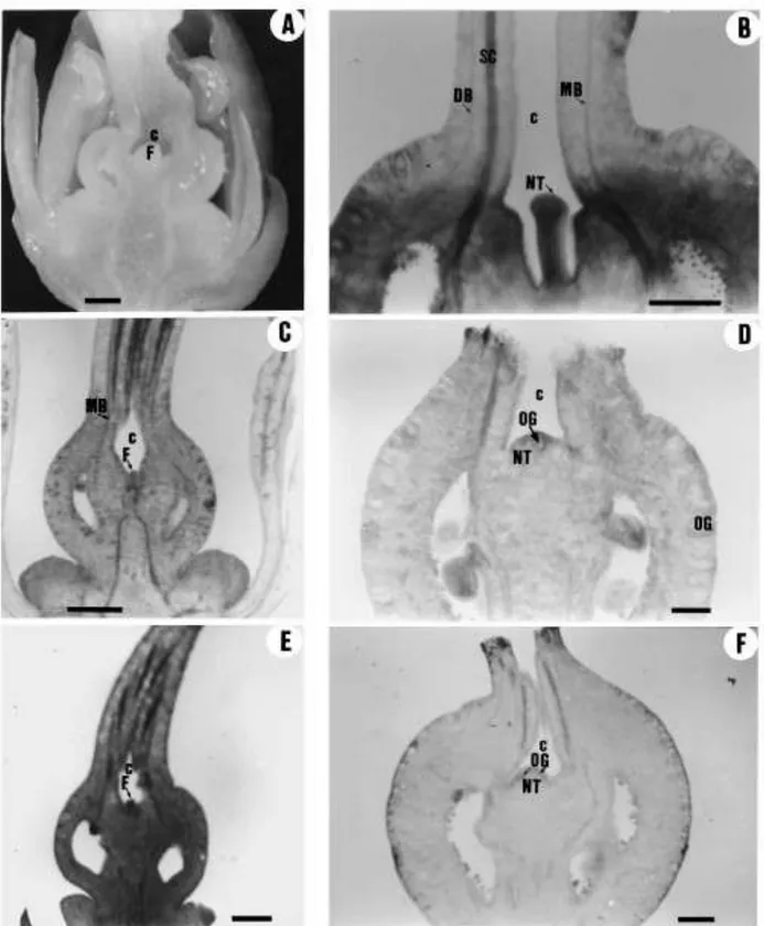 Fig. 7. Longitudinal sections of the pistils and developing fruitlets of hybrid mandarins showing the conserved ¯oral meristem, the cavity at the stylar end of the ovaries and fruitlets, and the initial stages of navel growth at the time of style abscissio