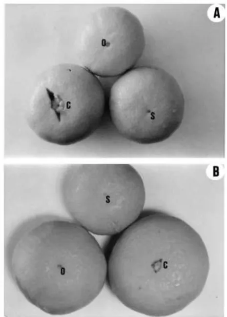 Fig. 9. Morphology of the stylar end of the fruit at harvest: (A) Nova; (B) Murcott. C: fruits with small star cracks at the open stylar end; O: fruits with an open stylar end and an internal navel; S: