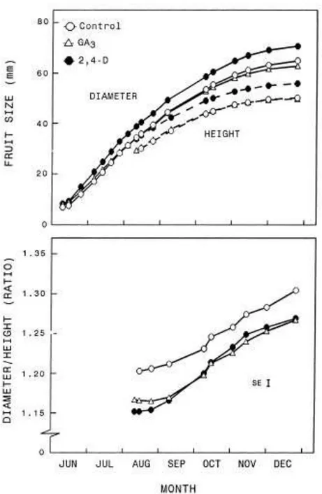Fig. 10. Time-course of the increase in height and diameter, and changes in the diameter to height ratio, in Nova fruits from untreated control trees, and trees sprayed with 2,4-D or GA 3 