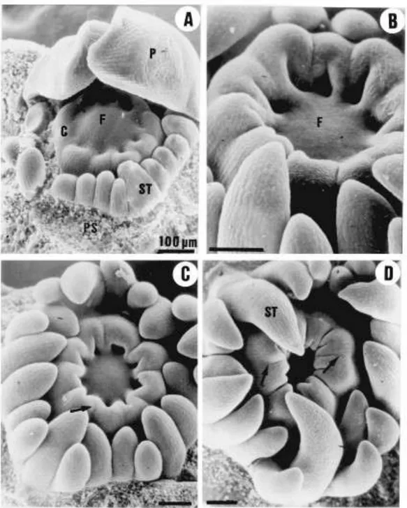 Fig. 1. Scanning electron micrographs of Owari satsuma mandarin ¯ower buds showing the early stages of pistil development