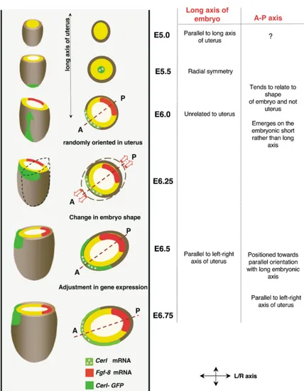 Figure 7. Development of the Anterior-Pos- Anterior-Pos-terior Axis in the Embryo Implanted in the Uterus