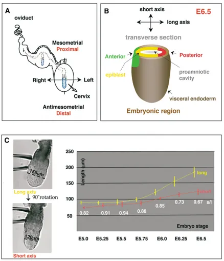 Figure 1. Morphological Axes of the Mouse Egg Cylinder between E5.0–E6.5