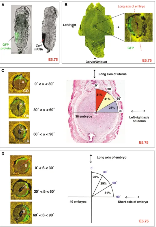 Figure 3. Position of Developing AVE Relates to Embryonic Shape Rather Than to Uterine Axes