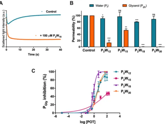 Figure 2. Effect of POTs on human red blood cell (hRBC) membrane permeability. (A) Representative stopped-flow signal showing changes in light scattering intensity when cells are confronted with a hyperosmotic glycerol solution