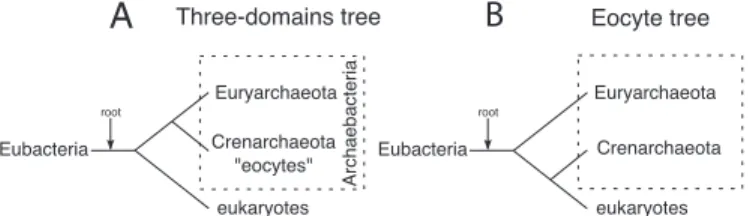 Fig. 1. The 3-domains and eocyte trees. (A) The rooted 3-domains tree (1) posits that the archaebacteria, consisting of 2 kingdoms Euryarchaeota and Crenarchaeota (eocytes), are monophyletic and more closely related to the eukaryotes than to eubacteria