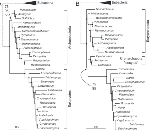 Fig. 2. Phylogenetic analysis of combined LSU and SSU rRNA. Scale bars indicate number of substitutions per site