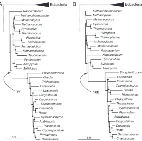 Fig. 4. Phylogenetic analysis of 45 concatenated proteins. Scale bars indicate substitutions per site