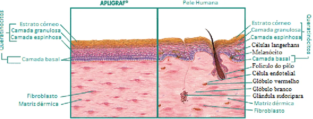 Figura 7 - Imagem ilustrativa em que compara um substituto biológico dermo-epidérmico (apligraf) com  a pele humana natural (adaptado de Kim et al., 2000b) 