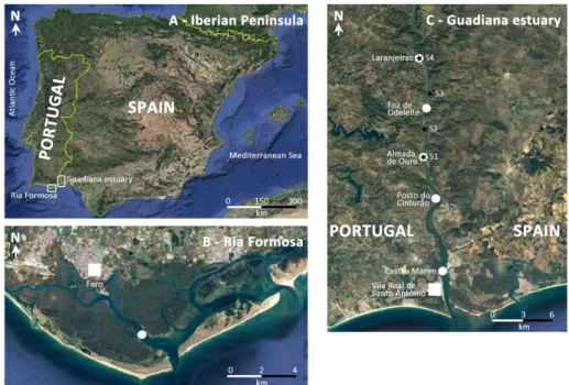 Figure 1. Location of the Ria Formosa lagoon (B) and of the Guadiana estuary (C) within the  Iberian  Peninsula  (SW-Europe)  (A)