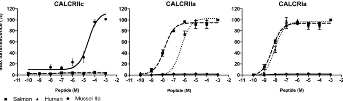 Figure 6.  Stimulation of the mussel CALCRs with mussel, human and salmon calcitonin peptides