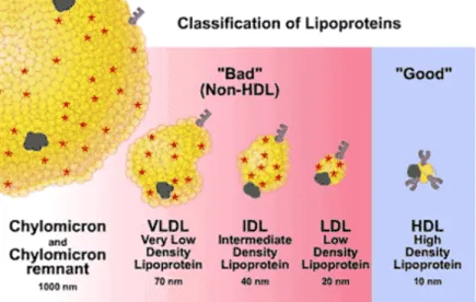 Figura 2. Classificação das lipoproteínas (adaptado de http://www.medscape.org/viewarticle/416521_3)
