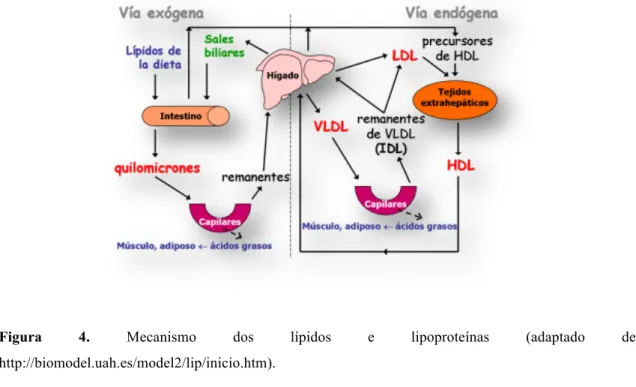 Figura  4.  Mecanismo  dos  lípidos  e  lipoproteínas  (adaptado  de  http://biomodel.uah.es/model2/lip/inicio.htm)