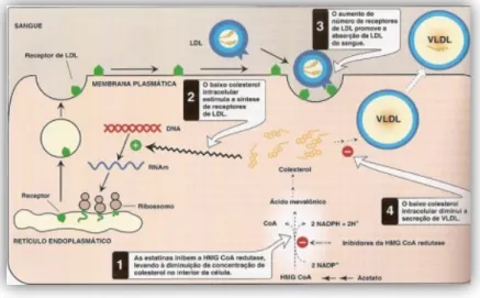 Figura 8. Mecanismo de ação das estatinas (adaptado de http://slideplayer.com.br/slide/48877/)