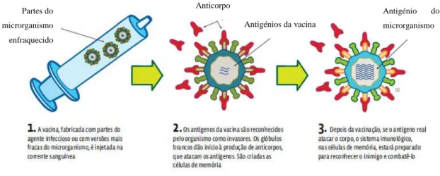 Figura 2 - Exemplo de vacinas ativas. 