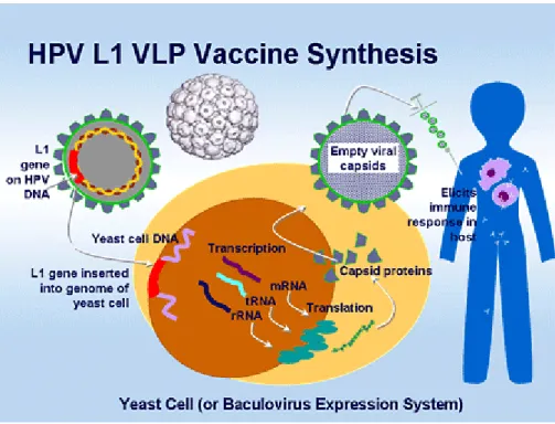 Figura 3 - Processo de produção de VLPs. 