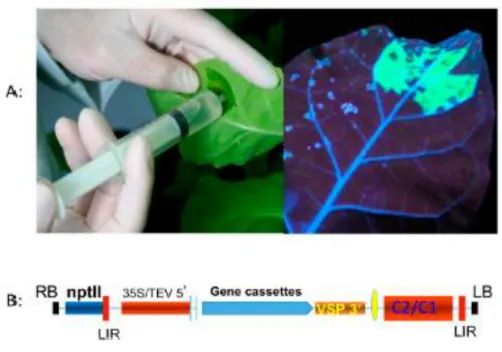 Figura 4 - (A) Planta Nicotiana antes e após infiltração de genes. (B) Exemplo de um vetor  utilizado no sistema transitório