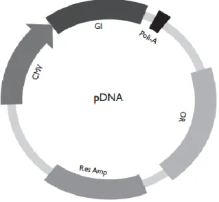 Figura  1  –  Representação  esquemática  do  plasmídeo  de  DNA.  Contém  o  promotor  (CMV),  adjacente  ao  gene  que  codifica  o  antigénio  (GI),  poli-adenilação  (poli-A),  gene que corresponde a resistência de antibióticos (Res) neste caso ampicil