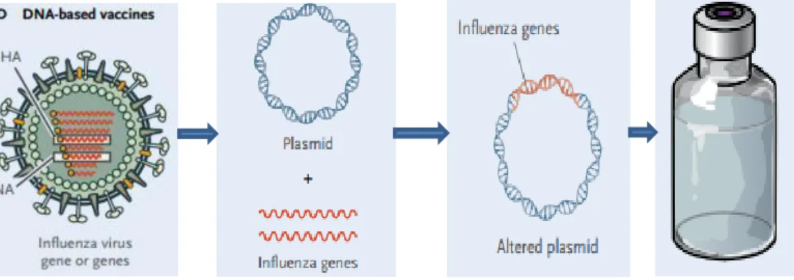 Figura  3  –  Representação  das  vacinas  de  DNA  para  o  vírus  influenza  (Adaptado  de  Lambert &amp; Fauci, 2010) 